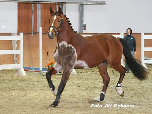 Swedish Warmblood Stallion